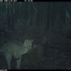 Macropus giganteus (Eastern Grey Kangaroo) at Crowther, NSW - 29 May 2025 by Frecko