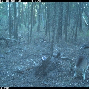 Macropus giganteus (Eastern Grey Kangaroo) at Crowther, NSW - 31 May 2025 by Frecko