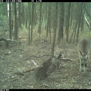 Macropus giganteus (Eastern Grey Kangaroo) at Crowther, NSW - 2 Jun 2025 by Frecko