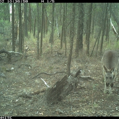 Macropus giganteus (Eastern Grey Kangaroo) at Crowther, NSW - 2 Jun 2025 by Frecko