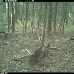 Macropus giganteus (Eastern Grey Kangaroo) at Crowther, NSW - 2 Jun 2025 by Frecko