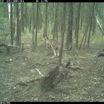 Macropus giganteus (Eastern Grey Kangaroo) at Crowther, NSW - 2 Jun 2025 by Frecko