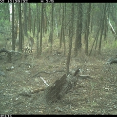 Macropus giganteus at Crowther, NSW - 2 Jun 2025 10:39 AM