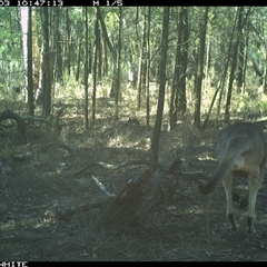 Macropus giganteus (Eastern Grey Kangaroo) at Crowther, NSW - 3 Jun 2025 by Frecko