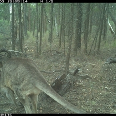 Macropus giganteus (Eastern Grey Kangaroo) at Crowther, NSW - 3 Jun 2025 by Frecko