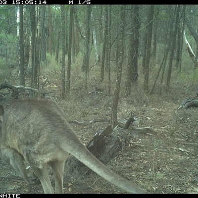 Macropus giganteus (Eastern Grey Kangaroo) at Crowther, NSW - 3 Jun 2025 by Frecko