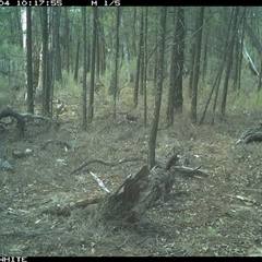 Macropus giganteus (Eastern Grey Kangaroo) at Crowther, NSW - 4 Jun 2025 by Frecko