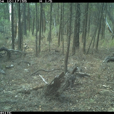 Macropus giganteus (Eastern Grey Kangaroo) at Crowther, NSW - 4 Jun 2025 by Frecko