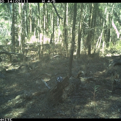 Vulpes vulpes (Red Fox) at Crowther, NSW - 30 May 2025 by Frecko