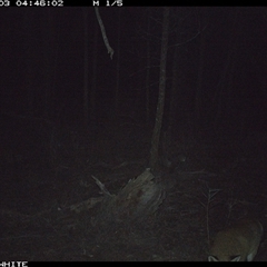 Vulpes vulpes (Red Fox) at Crowther, NSW - 3 Jun 2025 by Frecko