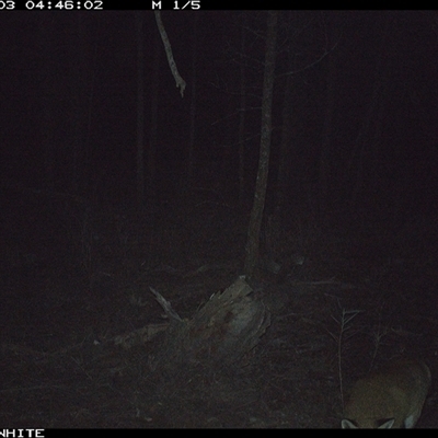 Vulpes vulpes (Red Fox) at Crowther, NSW - 3 Jun 2025 by Frecko