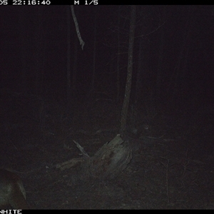 Vulpes vulpes (Red Fox) at Crowther, NSW - 5 Jun 2025 by Frecko