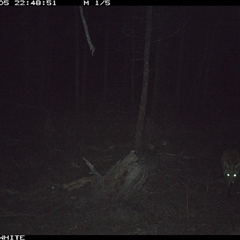 Vulpes vulpes (Red Fox) at Crowther, NSW - 5 Jun 2025 by Frecko