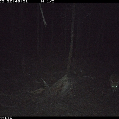 Vulpes vulpes (Red Fox) at Crowther, NSW - 5 Jun 2025 by Frecko