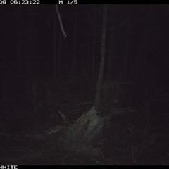 Vulpes vulpes (Red Fox) at Crowther, NSW - 8 Jun 2025 by Frecko