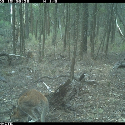 Notamacropus rufogriseus (Red-necked Wallaby) at Crowther, NSW - 3 Jun 2025 by Frecko