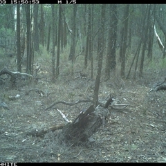 Notamacropus rufogriseus (Red-necked Wallaby) at Crowther, NSW - 3 Jun 2025 by Frecko