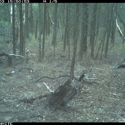 Notamacropus rufogriseus (Red-necked Wallaby) at Crowther, NSW - 3 Jun 2025 by Frecko