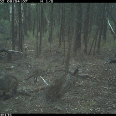 Wallabia bicolor (Swamp Wallaby) at Crowther, NSW - 2 Jun 2025 by Frecko