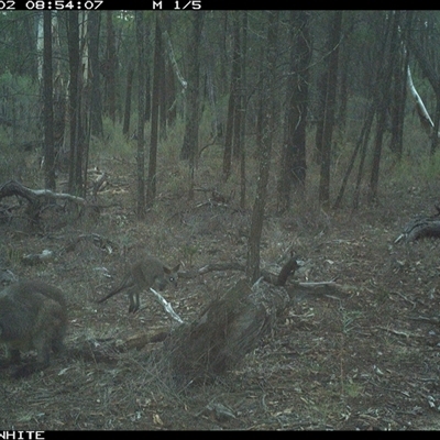 Wallabia bicolor (Swamp Wallaby) at Crowther, NSW - 2 Jun 2025 by Frecko