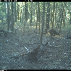 Wallabia bicolor (Swamp Wallaby) at Crowther, NSW - 4 Jun 2025 by Frecko