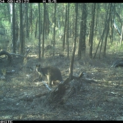 Wallabia bicolor (Swamp Wallaby) at Crowther, NSW - 4 Jun 2025 by Frecko