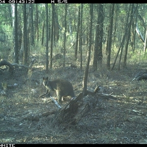 Wallabia bicolor (Swamp Wallaby) at Crowther, NSW - 4 Jun 2025 by Frecko