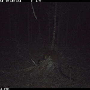 Wallabia bicolor (Swamp Wallaby) at Crowther, NSW - 4 Jun 2025 by Frecko