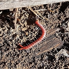 Rhysida nuda (Centipede) at Gundaroo, NSW - Today by Gunyijan