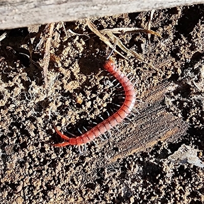 Rhysida nuda (Centipede) at Gundaroo, NSW - Today by Gunyijan