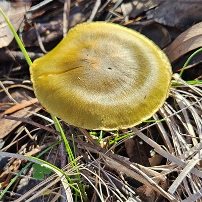 Cortinarius austrovenetus at Hawker, ACT - Today by sangio7