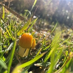 Bolbitius titubans at Acton, ACT - Today by Dora