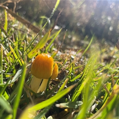 Bolbitius titubans at Acton, ACT - Today by Dora