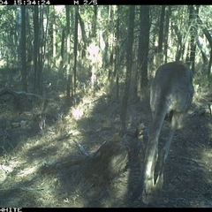 Macropus giganteus (Eastern Grey Kangaroo) at Crowther, NSW - 4 Jun 2025 by Frecko