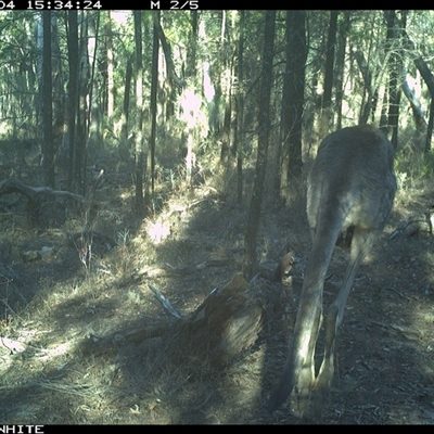 Macropus giganteus (Eastern Grey Kangaroo) at Crowther, NSW - 4 Jun 2025 by Frecko