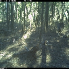 Macropus giganteus at Crowther, NSW - 4 Jun 2025 03:34 PM