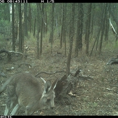 Macropus giganteus (Eastern Grey Kangaroo) at Crowther, NSW - 6 Jun 2025 by Frecko