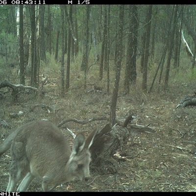 Macropus giganteus (Eastern Grey Kangaroo) at Crowther, NSW - 6 Jun 2025 by Frecko