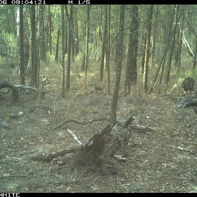 Wallabia bicolor at Crowther, NSW - 6 Jun 2025 by Frecko