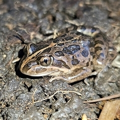 Limnodynastes tasmaniensis at Braidwood, NSW - Today by MatthewFrawley