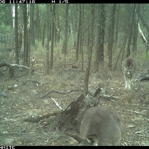 Macropus giganteus (Eastern Grey Kangaroo) at Crowther, NSW - 6 Jun 2025 by Frecko