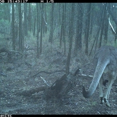 Macropus giganteus (Eastern Grey Kangaroo) at Crowther, NSW - 8 Jun 2025 by Frecko