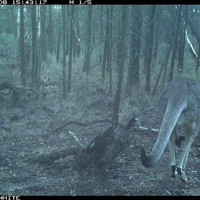 Macropus giganteus (Eastern Grey Kangaroo) at Crowther, NSW - 8 Jun 2025 by Frecko