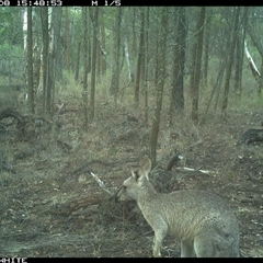 Macropus giganteus (Eastern Grey Kangaroo) at Crowther, NSW - 8 Jun 2025 by Frecko