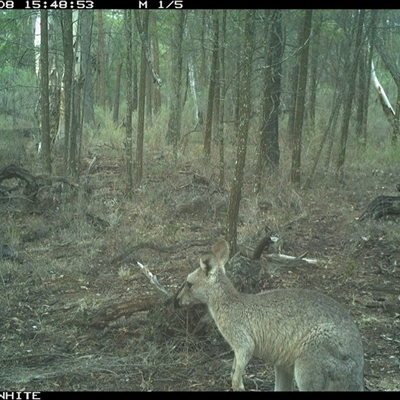 Macropus giganteus (Eastern Grey Kangaroo) at Crowther, NSW - 8 Jun 2025 by Frecko