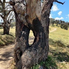 Eucalyptus blakelyi at Jingellic, NSW - Today by IreneDiLauro