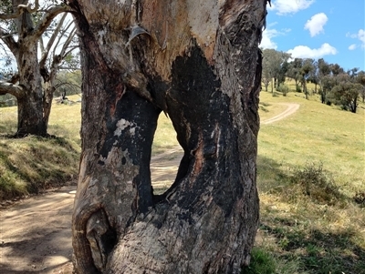 Eucalyptus blakelyi at Jingellic, NSW - Yesterday by IreneDiLauro