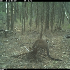 Wallabia bicolor (Swamp Wallaby) at Crowther, NSW - 6 Jun 2025 by Frecko