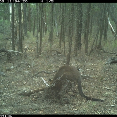Wallabia bicolor (Swamp Wallaby) at Crowther, NSW - 6 Jun 2025 by Frecko