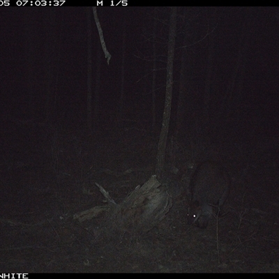 Wallabia bicolor (Swamp Wallaby) at Crowther, NSW - 5 Jun 2025 by Frecko